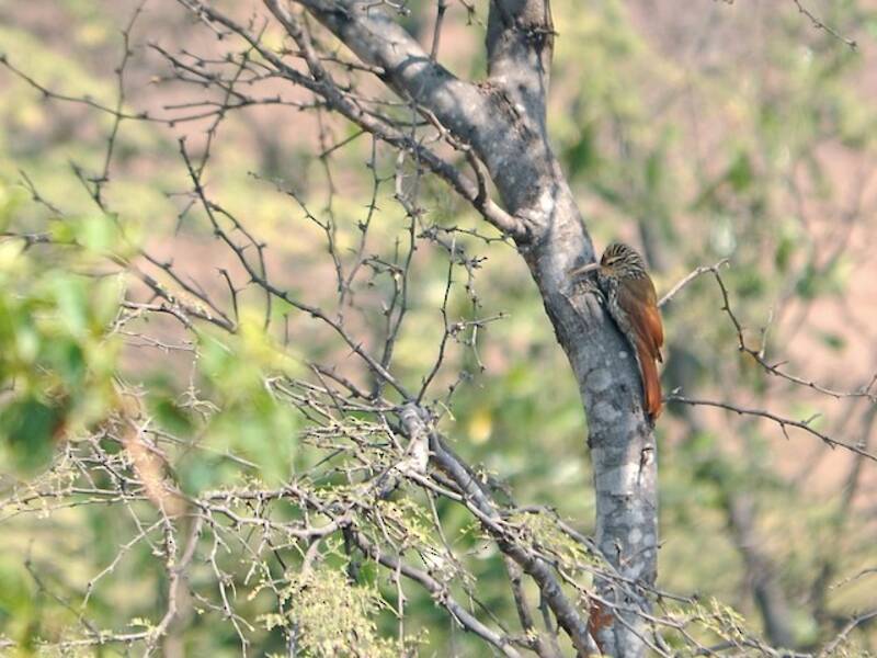 Streak-headed Woodcreeper, 照片 2