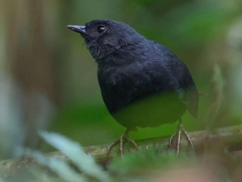 Stiles's Tapaculo, Photos 4