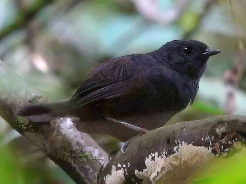 Stiles's Tapaculo