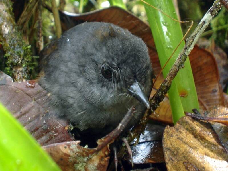 Stiles's Tapaculo, Photos 2