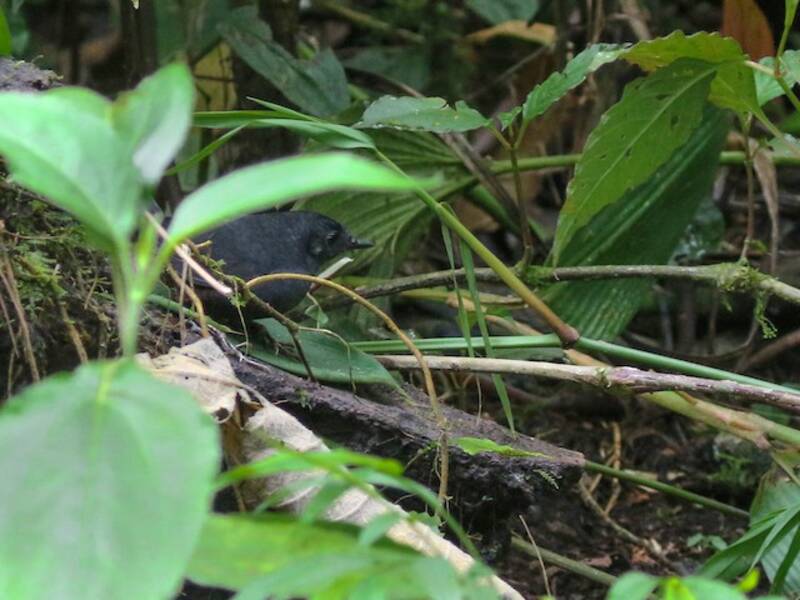 Stiles's Tapaculo, Photos 3