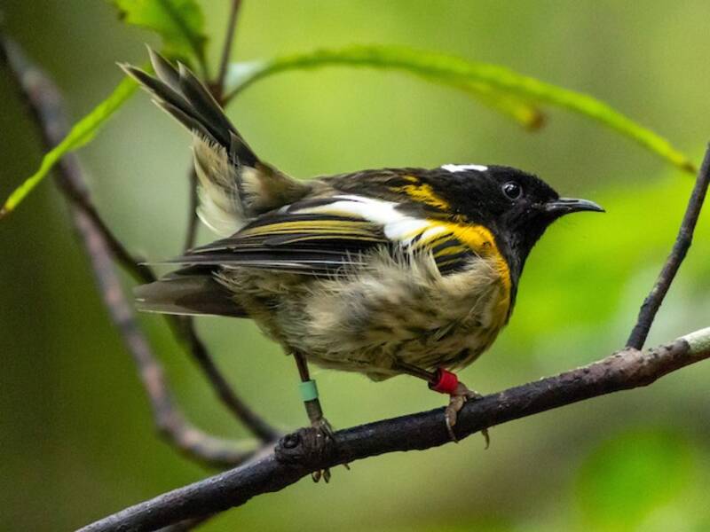 Stitchbird (Notiomystis cincta)