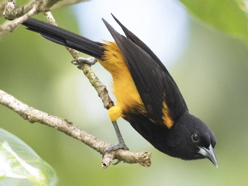 St. Lucia Oriole, Photos 3