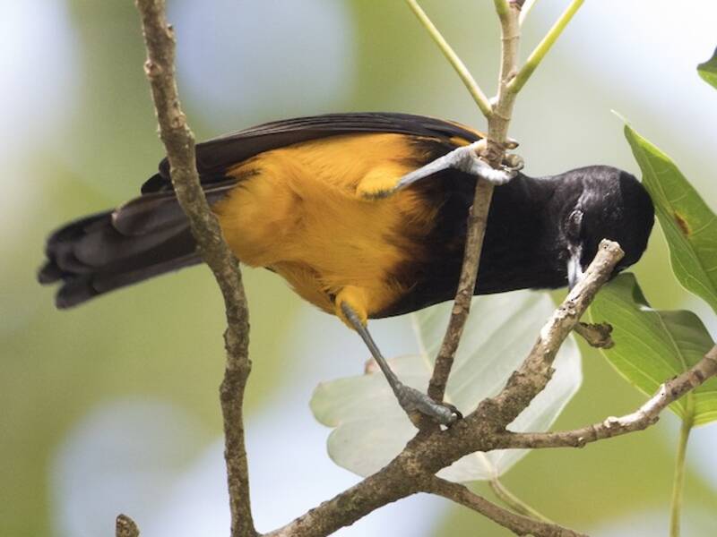 Oriole de Sainte-Lucie
