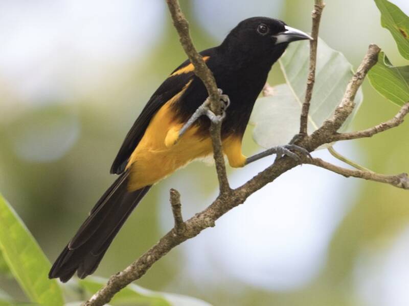 St. Lucia Oriole, Photos 2