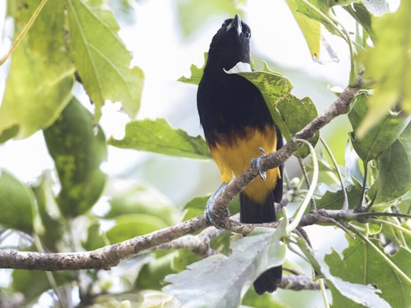 St. Lucia Oriole, Photos 4
