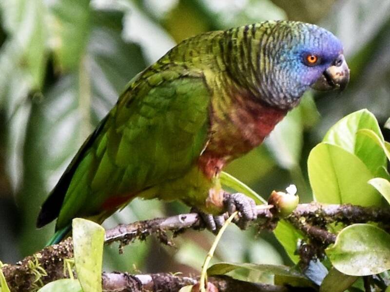 St.-Lucia-Amazone, Fotos 4