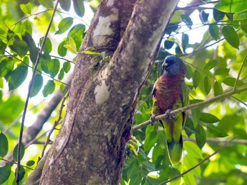 St.-Lucia-Amazone, Fotos 2