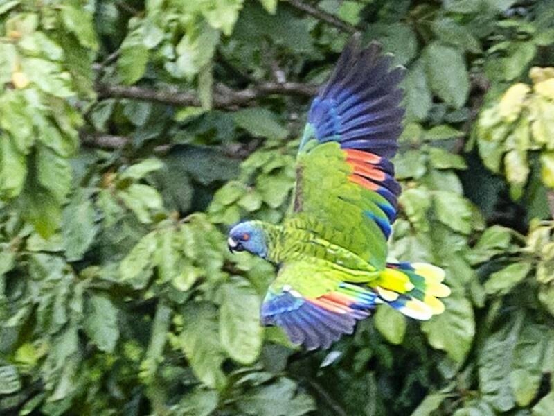 St.-Lucia-Amazone
