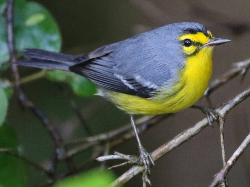St. Lucia Warbler, Photos 3