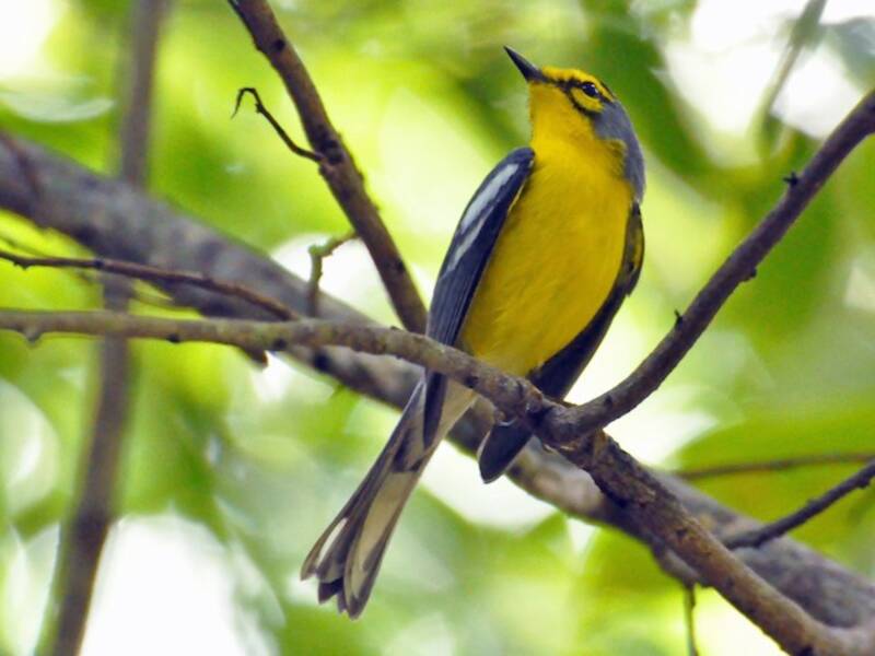 St. Lucia Warbler, Photos 2