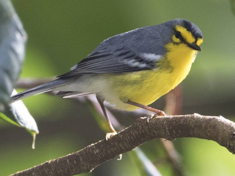 St. Lucia Warbler, Photos 4