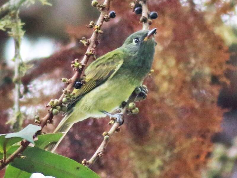 Streifenkehl-Fliegenschnäpper, Fotos 3