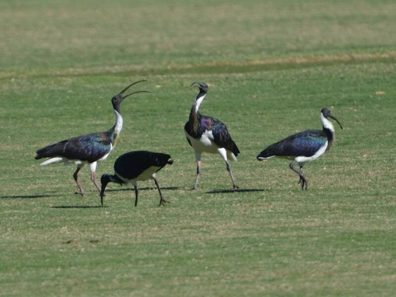 Ibis collo di paglia