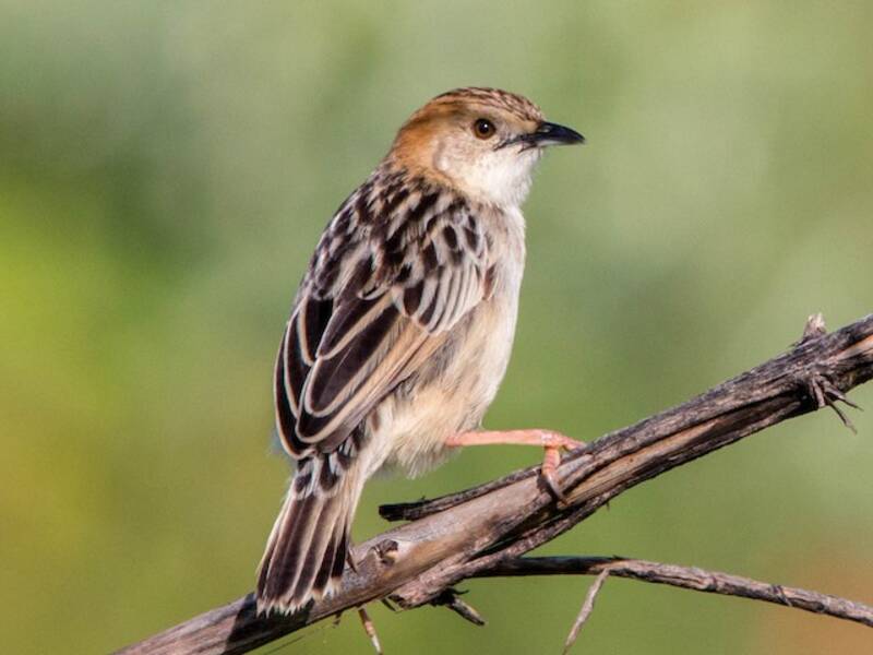 Cisticola robusta, Foto 3