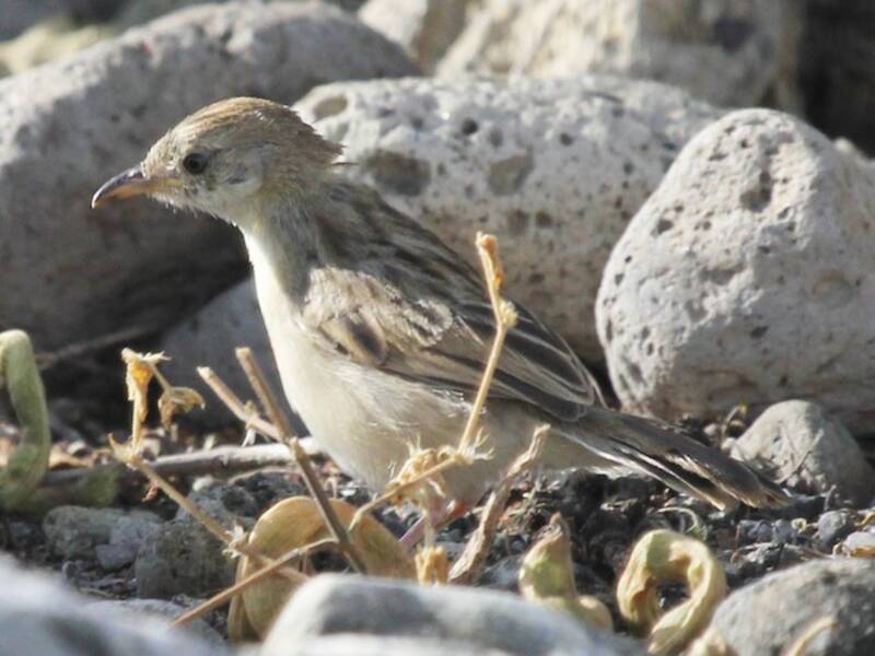 Cisticola robusta, Foto 2