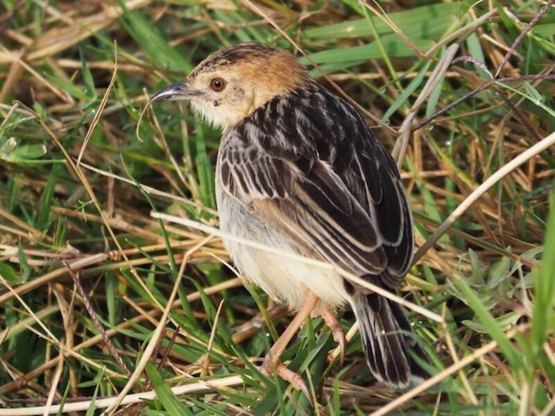 Cisticola robusta, Foto 4