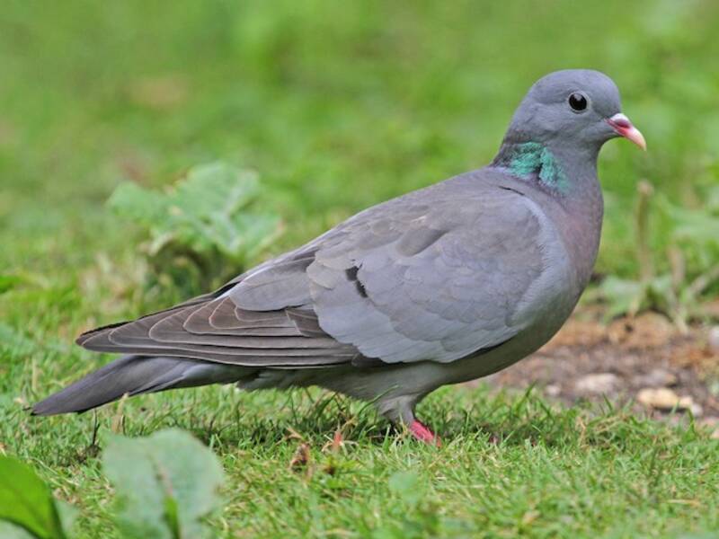 Stock Dove, 照片 2