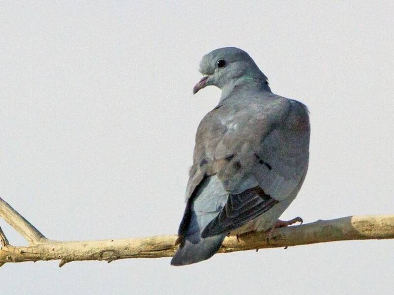 Stock Dove, 照片 4