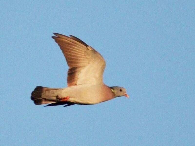 Stock Dove, 照片 3