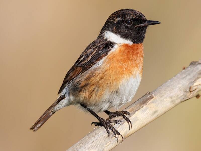 European Stonechat, Photos 2