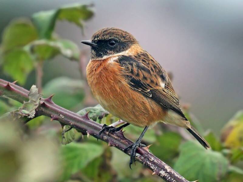 European Stonechat, Photos 3