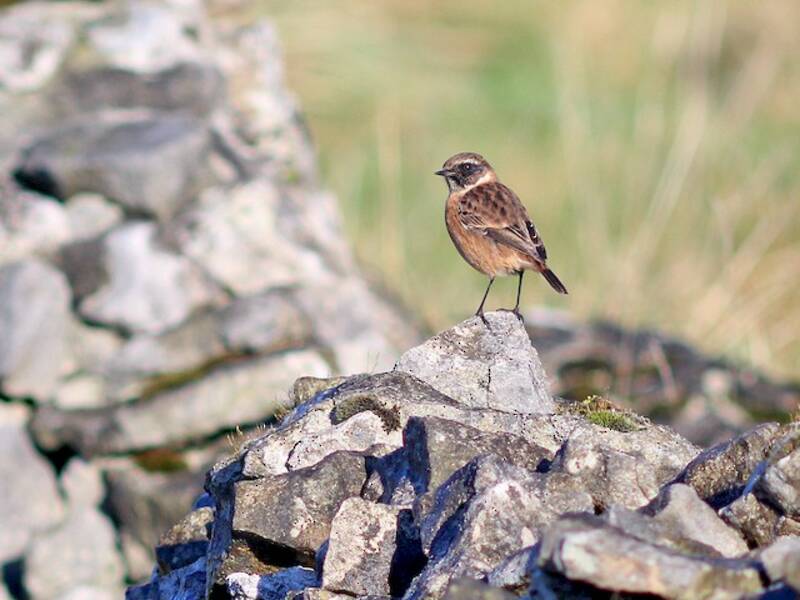 European Stonechat, Photos 4