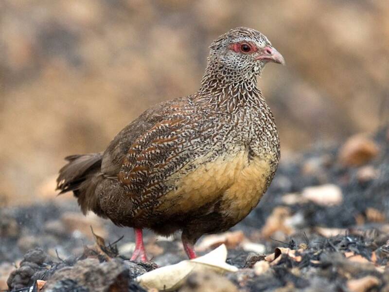 Stone Partridge, Photos 3