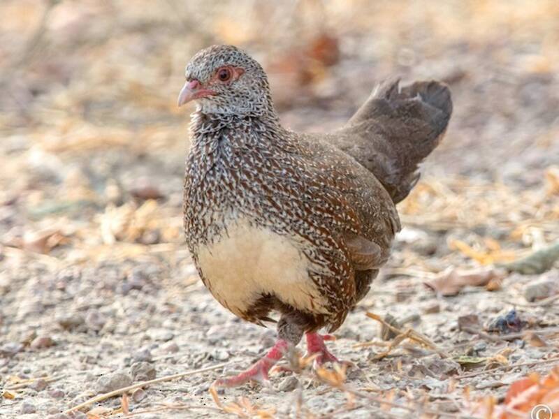 Stone Partridge, Photos 2