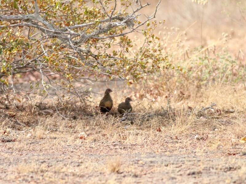Stone Partridge, Photos 4