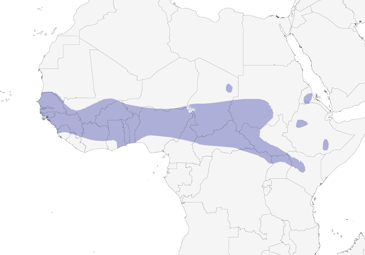 Stone Partridge, Distribution 1