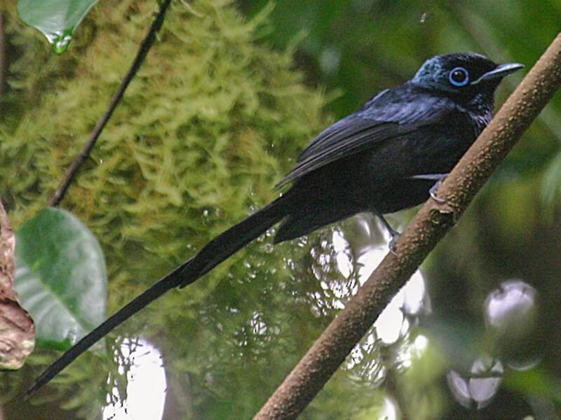 Papamoscas del Paraíso de Santo Tomé, Fotos 4