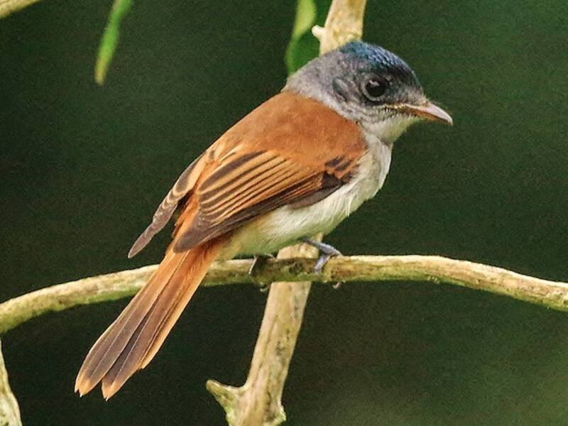 Papamoscas del Paraíso de Santo Tomé, Fotos 2