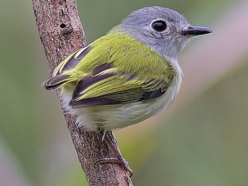 Short-tailed Pygmy-Tyrant, 照片 3