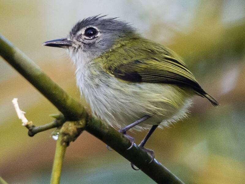 Short-tailed Pygmy-Tyrant, 照片 2