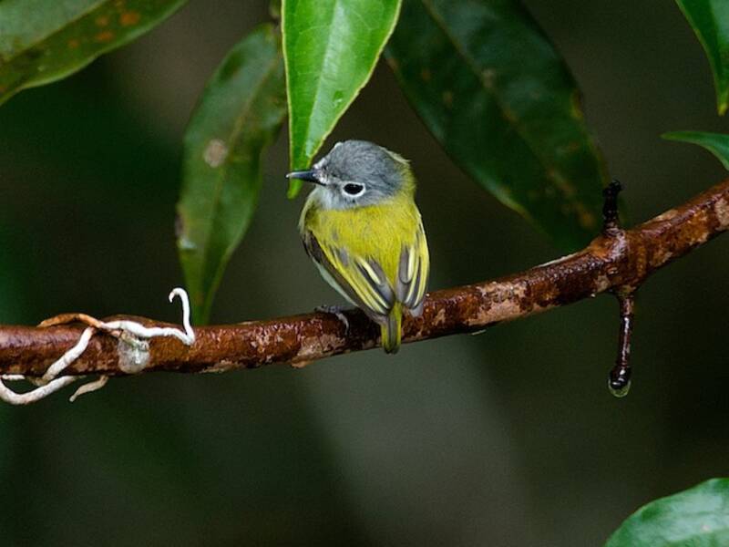 Short-tailed Pygmy-Tyrant, 照片 4