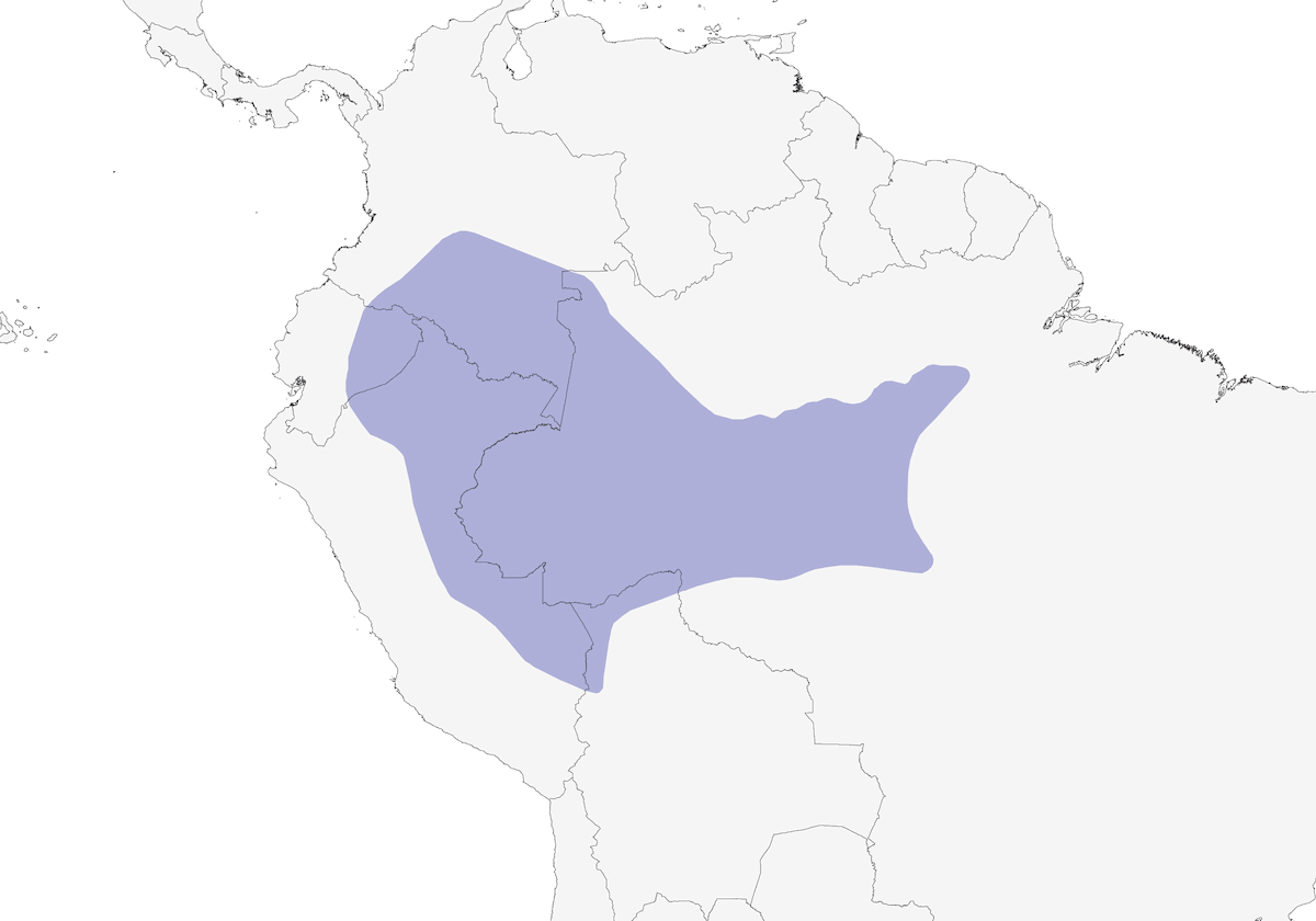 Chamaeza Estriada, Distribución 1