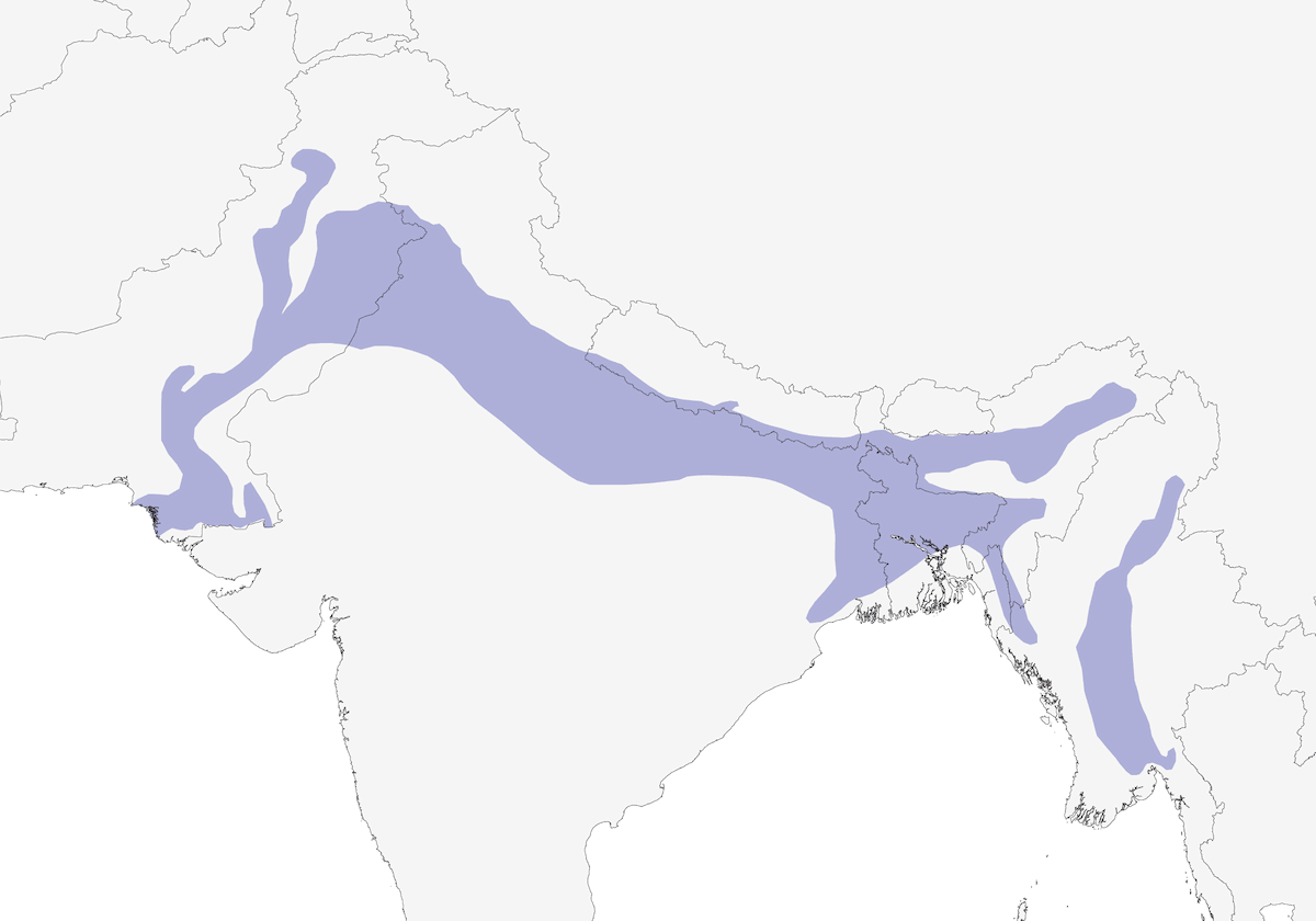 Garrulo striato, Distribuzione 1