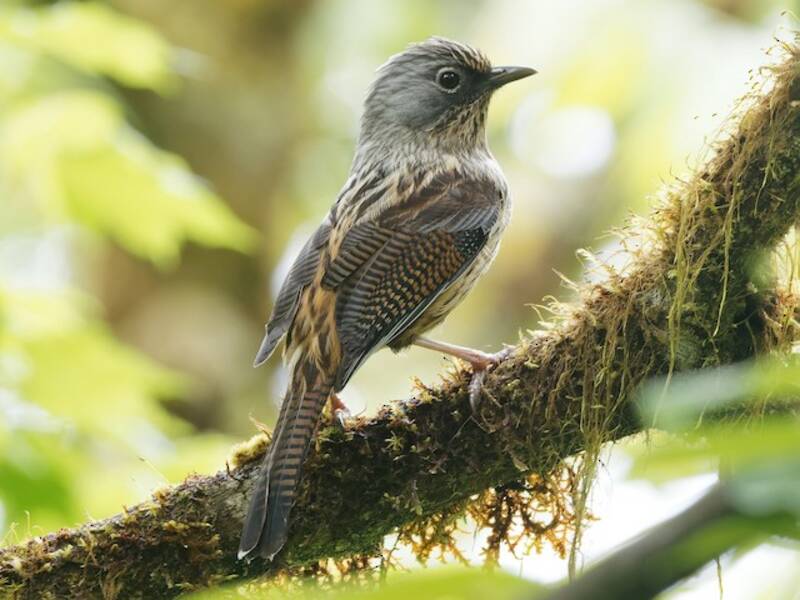 Alabarrata striata, Foto 3