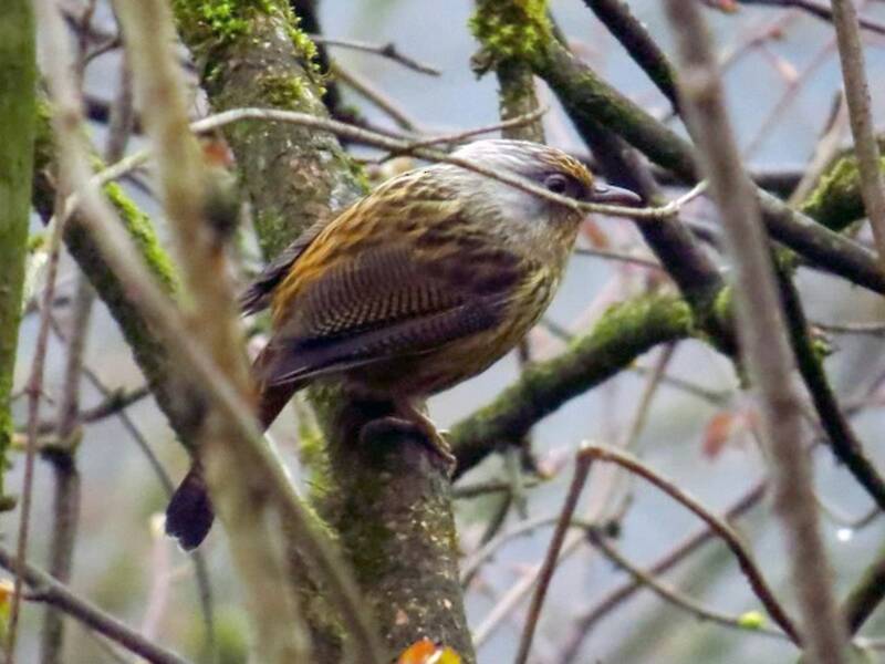 Alabarrata striata, Foto 4