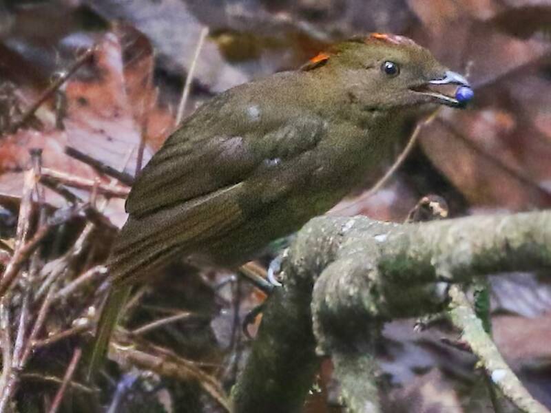 Streaked Bowerbird, Photos 2
