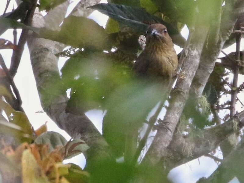 Streaked Bowerbird
