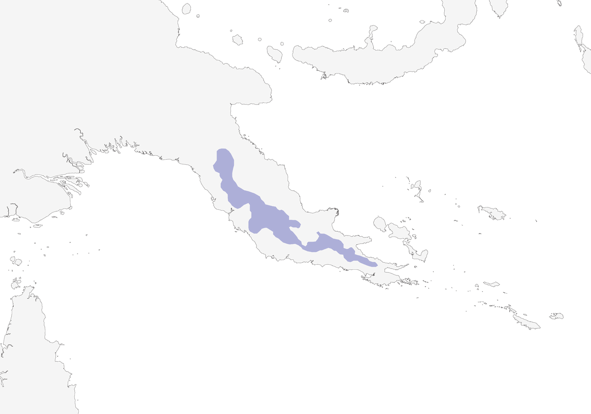 Streaked Bowerbird, Distribution 1