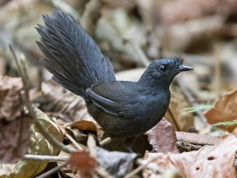Stresemann's Bristlefront, Photos 2