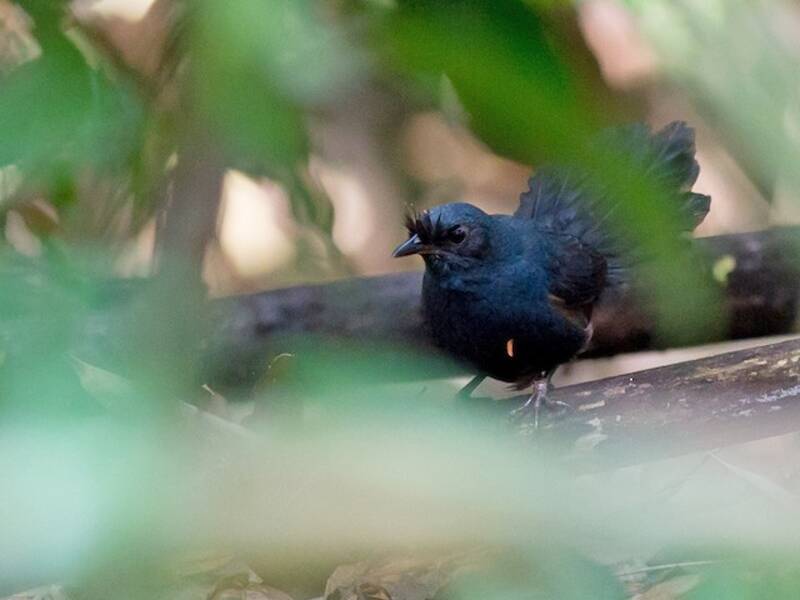 Stresemann's Bristlefront