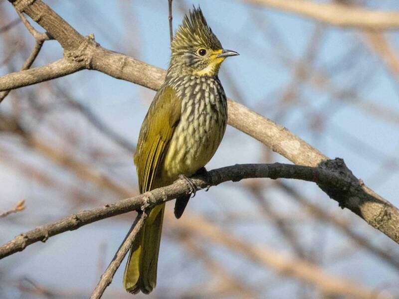 Bulbul estriado