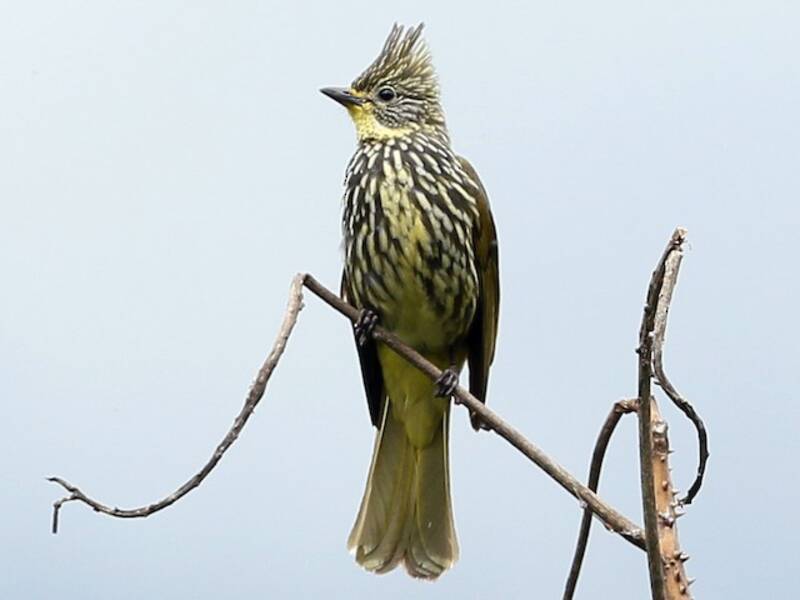 Bulbul estriado, Fotos 2