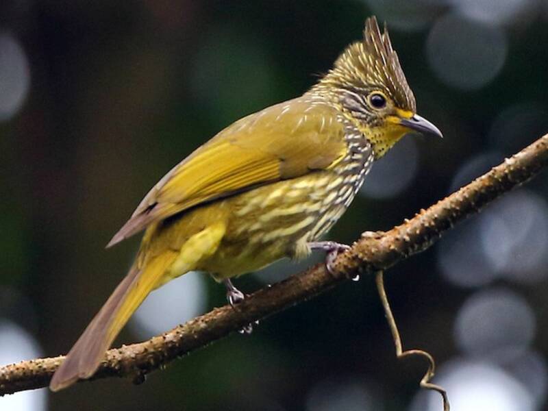 Bulbul estriado, Fotos 3
