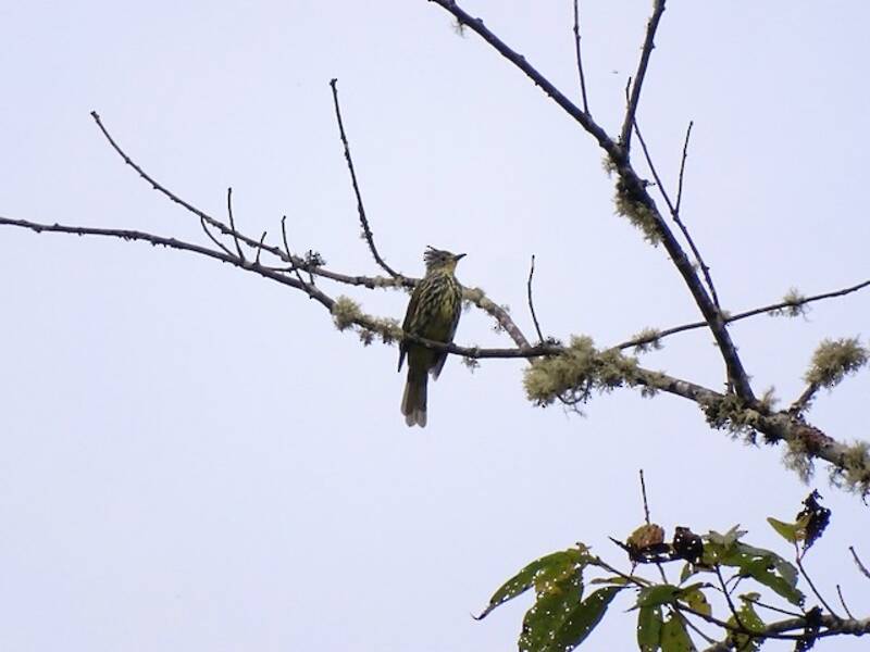 Bulbul estriado, Fotos 4