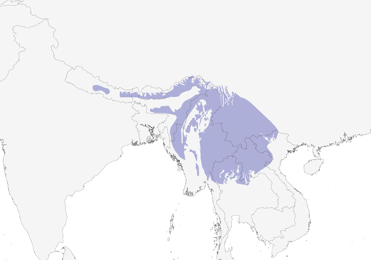 Bulbul estriado, Distribución 1